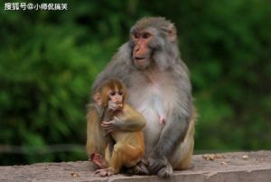 龙马猴三生肖：揭秘吉星常伴的桃花好运秘诀