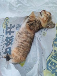 偶遇压死猫：文化冲突下的生命思考
