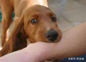 梦见狗咬老公：解密梦境寓意与生活启示