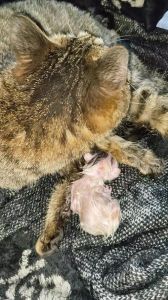 猫咪街头死亡：预兆之谜与生命尊重之争