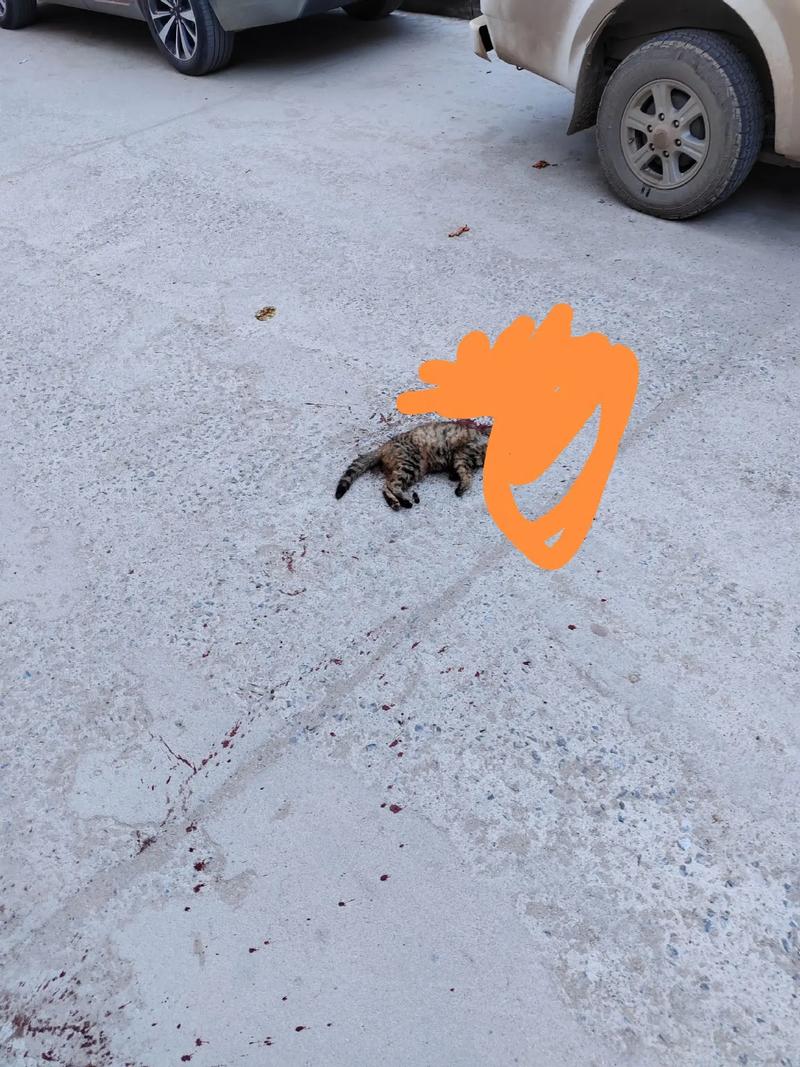 猫的生死之谜：吉祥猫与不祥猫的民间传说揭秘