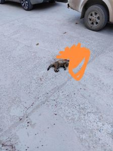 猫的生死之谜：吉祥猫与不祥猫的民间传说揭秘