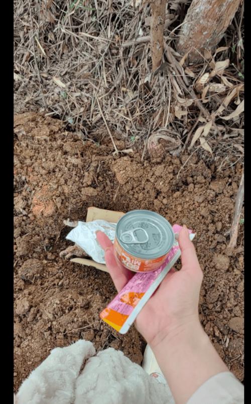 流浪猫风水之谜：好运还是灾兆？揭秘猫咪生死迹象