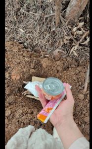 流浪猫风水之谜：好运还是灾兆？揭秘猫咪生死迹象