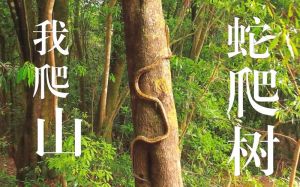 揭秘蛇的象征意义与预兆：好运还是警告？