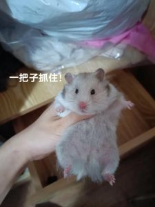 老鼠闯衣柜：揭秘梦境与民间传说中的象征意义
