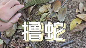 冬日蛇现：揭秘冬蛇寓意与应对技巧