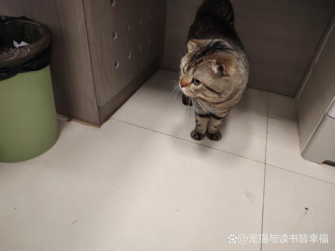解密蛇泛滥梦境：内心焦虑与变革启示
