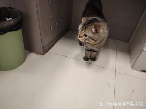 解密蛇泛滥梦境：内心焦虑与变革启示