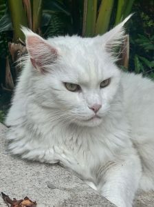 黑猫风水寓意：揭秘死猫预兆与生活转机