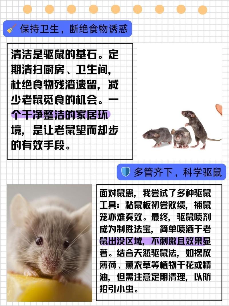 家居除鼠攻略：全方位驱鼠秘籍