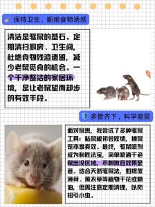 家居除鼠攻略：全方位驱鼠秘籍