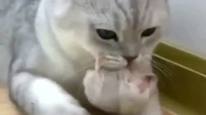 家居风水揭秘：老鼠的寓意与应对策略