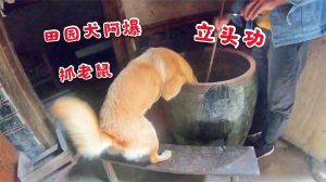 神秘鼠患：揭秘老鼠入侵之谜及防范攻略