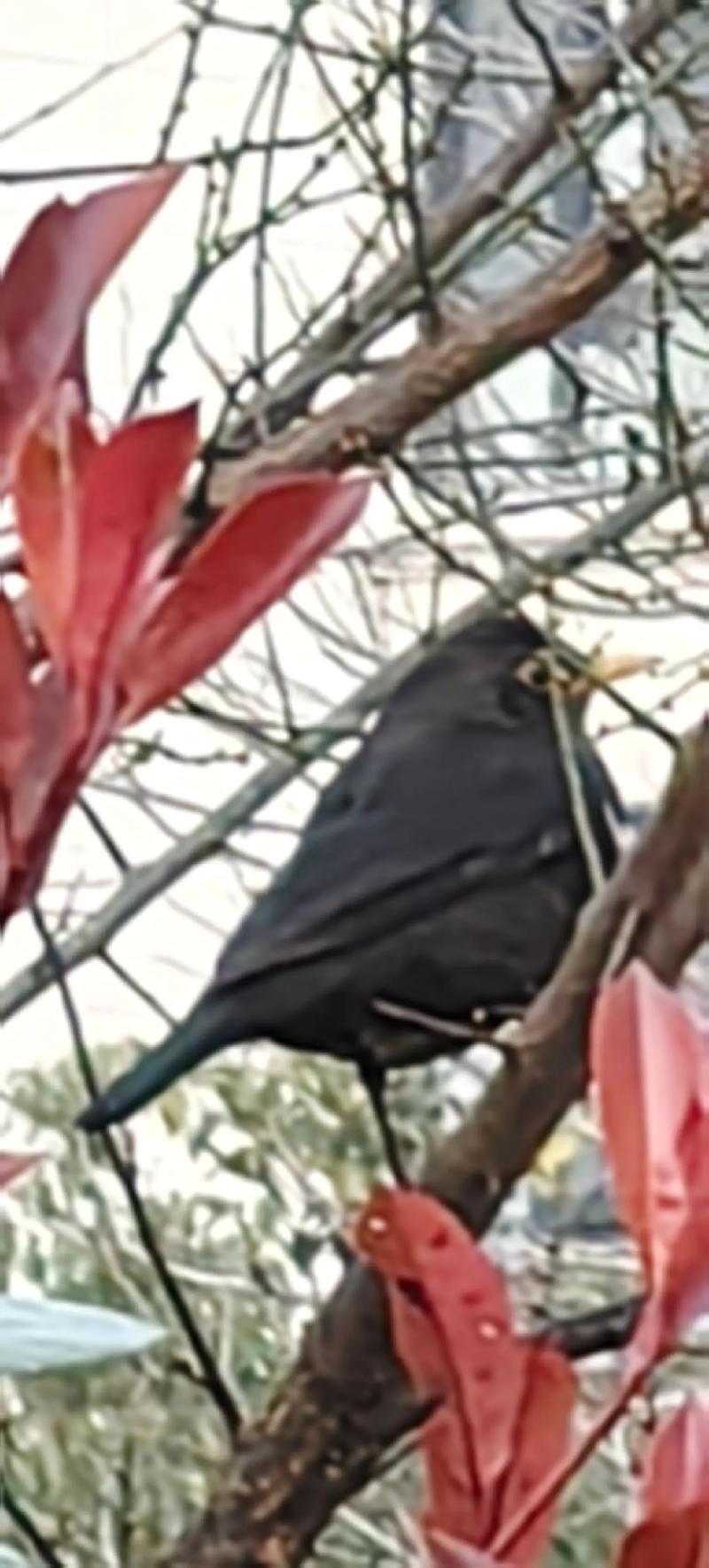 乌鸫鸟：吉祥与厄运的神秘象征