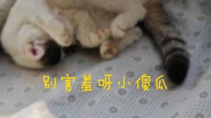 童年羞涩瞬间：成长中的异性交往挑战