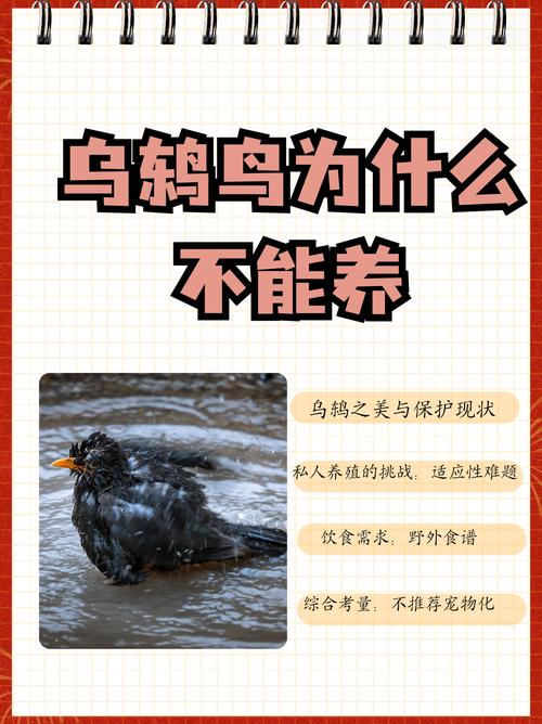 乌鸫鸟进家：吉凶之谜与文化内涵