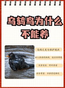 乌鸫鸟进家：吉凶之谜与文化内涵