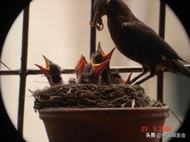乌鸫鸟阳台筑巢风水奥秘揭秘！