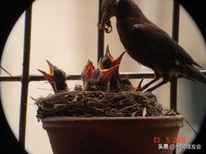 乌鸫鸟阳台筑巢风水奥秘揭秘！