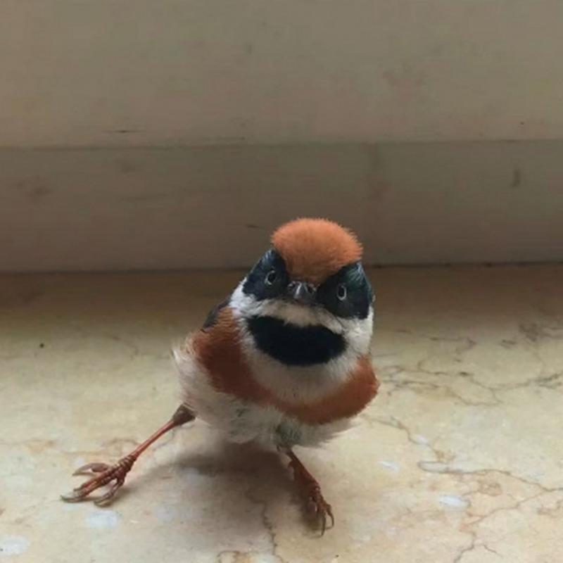 揭秘：黑鸟闯入家中的风水与科学解读