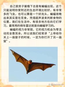 蝙蝠到家：风水奥秘与健康隐患揭秘