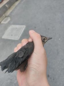 乌鸫鸟三年养护揭秘：深入了解与情感陪伴