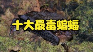揭秘：蝙蝠进屋禁忌与家居风水真相