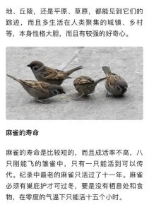 麻雀进屋：中华文化中的吉凶寓意与生命启示