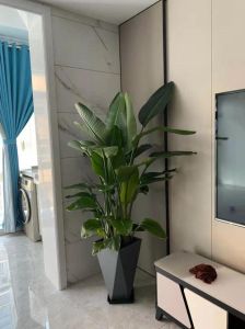 已婚妇女梦未婚先孕：揭秘心理密码与生活态度