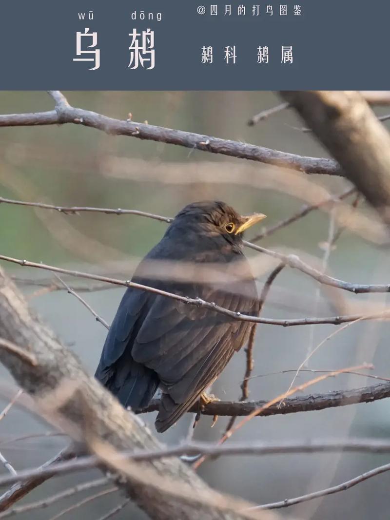 乌鸫：高智商鸟类的智慧与情感之谜