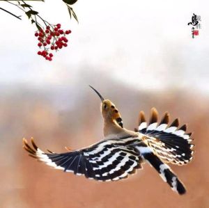 家中野生鸟儿：吉祥好运的使者
