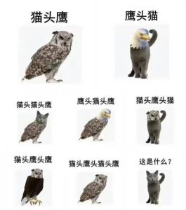 猫头鹰进宅：吉祥与凶兆的民间信仰之谜