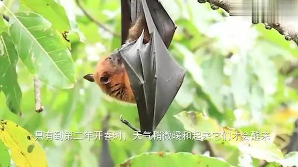 揭秘蝙蝠进宅传说：科学视角下的神秘生物