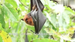 揭秘蝙蝠进宅传说：科学视角下的神秘生物