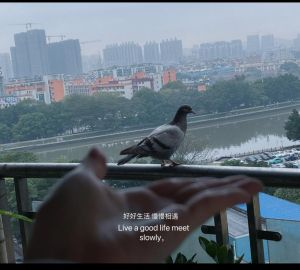 家中飞鸽寓意解析：风水吉兆与财富谨慎