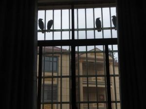 窗前飞鸟停留：吉兆还是小插曲？风水解密与应对策略