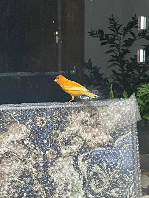 家中小鸟降临：吉祥象征与生活启示揭秘