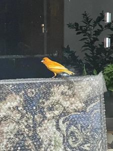家中小鸟降临：吉祥象征与生活启示揭秘