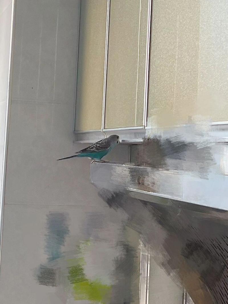 揭秘：家中小鸟闯入的吉凶预兆