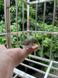 鸟类入宅寓意揭秘：家庭好运风水密码