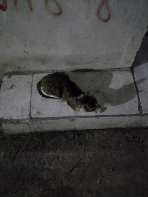 流浪猫离世谜题：多重解读中的生命启示