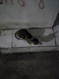 流浪猫离世谜题：多重解读中的生命启示