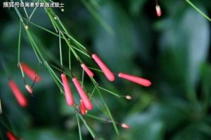眼皮跳吉凶揭秘：科学角度解析好运预兆！