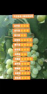2025年生肖运势：鼠龙天蝎射手爱情事业双丰收！