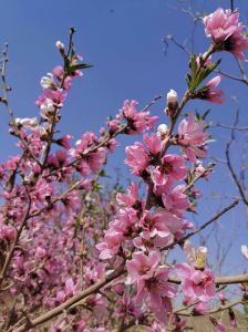 冬季桃花盛：属虎蛇马运势佳，邂逅命中缘！