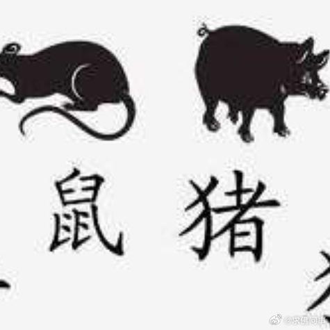 生肖鼠最佳配对揭秘：龙猴牛，性格密码大解析