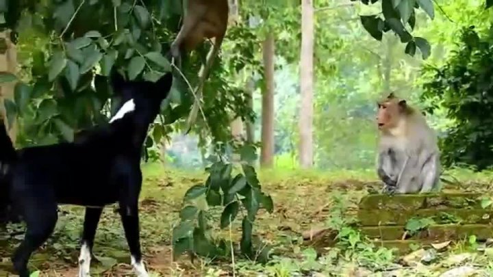 12月18日生肖运势：猪狗猴鸡机遇与挑战解析