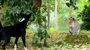12月18日生肖运势：猪狗猴鸡机遇与挑战解析