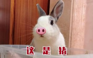 12月24日：兔猪牛生肖爱情大爆发，月老助力美满姻缘！